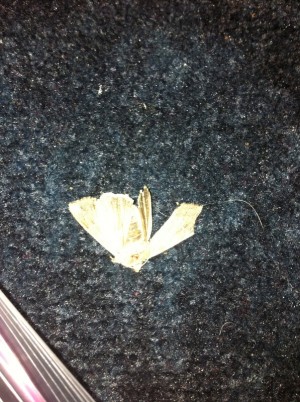 Holliday's moth