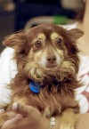 This week's most adopatable pets