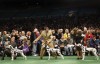 Weldon Spring dog makes impression in New York  