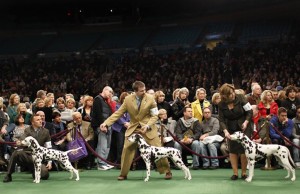 Weldon Spring dog makes impression