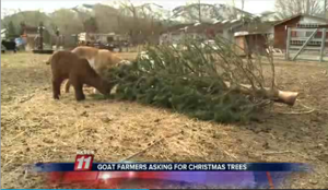 Video: Recycle Christmas tree as goat food
