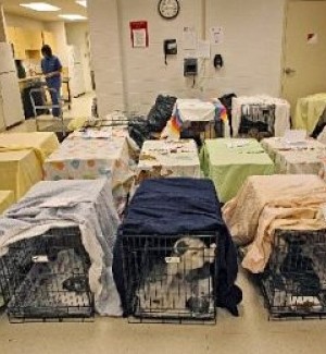 Puppy Rescue