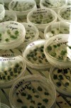 Push to label genetically modified food gains traction