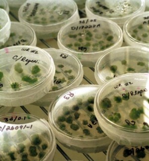 Monsanto could be sold by early next year