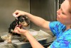 Humane Society of Missouri treats dogs rescued from breeder