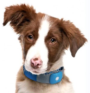 GPS for pets