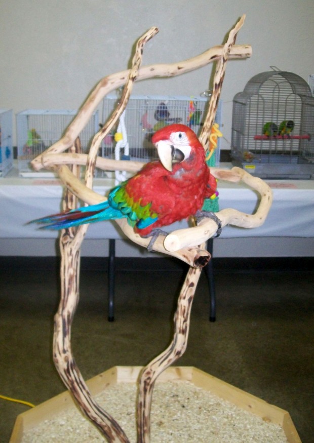 Southern Illinois Bird Fair to be held in Collinsville suburban journals branding