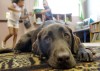 Chocolate Lab Waco Becomes Part of Youth in Need's Head Start Program in Wentzville
