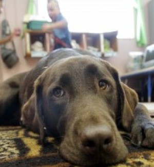 Chocolate Lab Waco Becomes Part of Youth in Need's Head Start Program in Wentzville