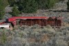 Wild horses are transported in a gooseneck trailer