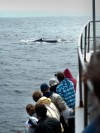 Reconsidering God's Whale of a Tale