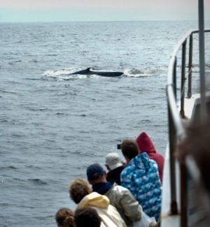 Blue whales return to Monterey Bay