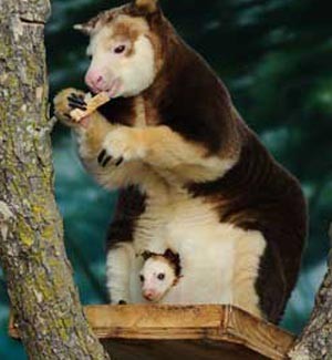 Baby kangaroo joey peeks from mother's pouch