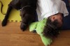 Chocolate Lab Waco Becomes Part of Youth in Need's Head Start Program in Wentzville