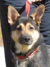 adoptable pets