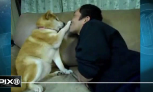 Dog perfects art of turning down unwanted affection