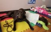 Chocolate Lab Waco Becomes Part of Youth in Need's Head Start Program in Wentzville