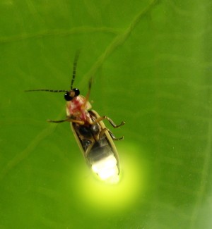 Firefly