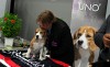 Nestlé Purina nabs Westminster Kennel Club sponsorship