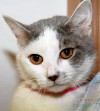 This week's adoptable pets from the APA