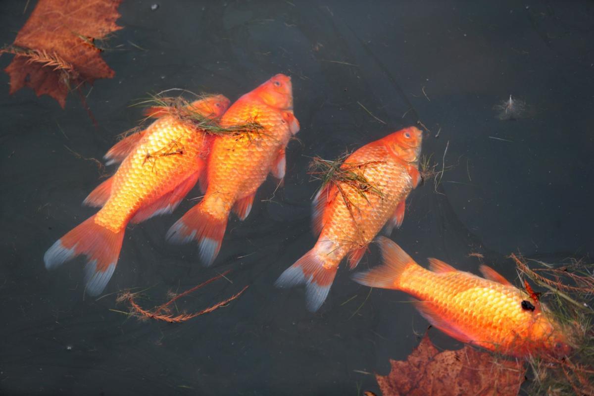 More than 100 dead goldfish found floating in Forest Park's Grand Basin
