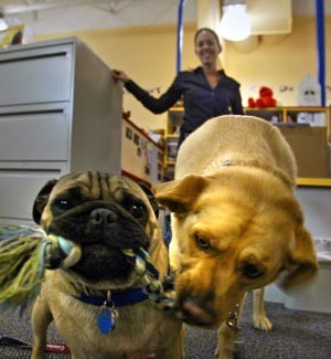 Employee watches two dogs at Build-A-Bear headquarters