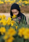 Daffodils offer glimpses of new life