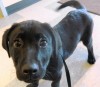 Pet of the week  