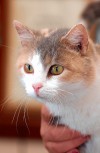 This week's most adoptable pets  