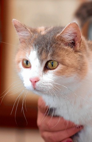 This week's most adoptable pets  