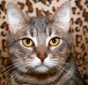 Sherpa: Some readers are dogged by my criticism of pet lovers  