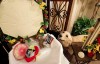 Baue Pet Services