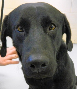 Pet of the week