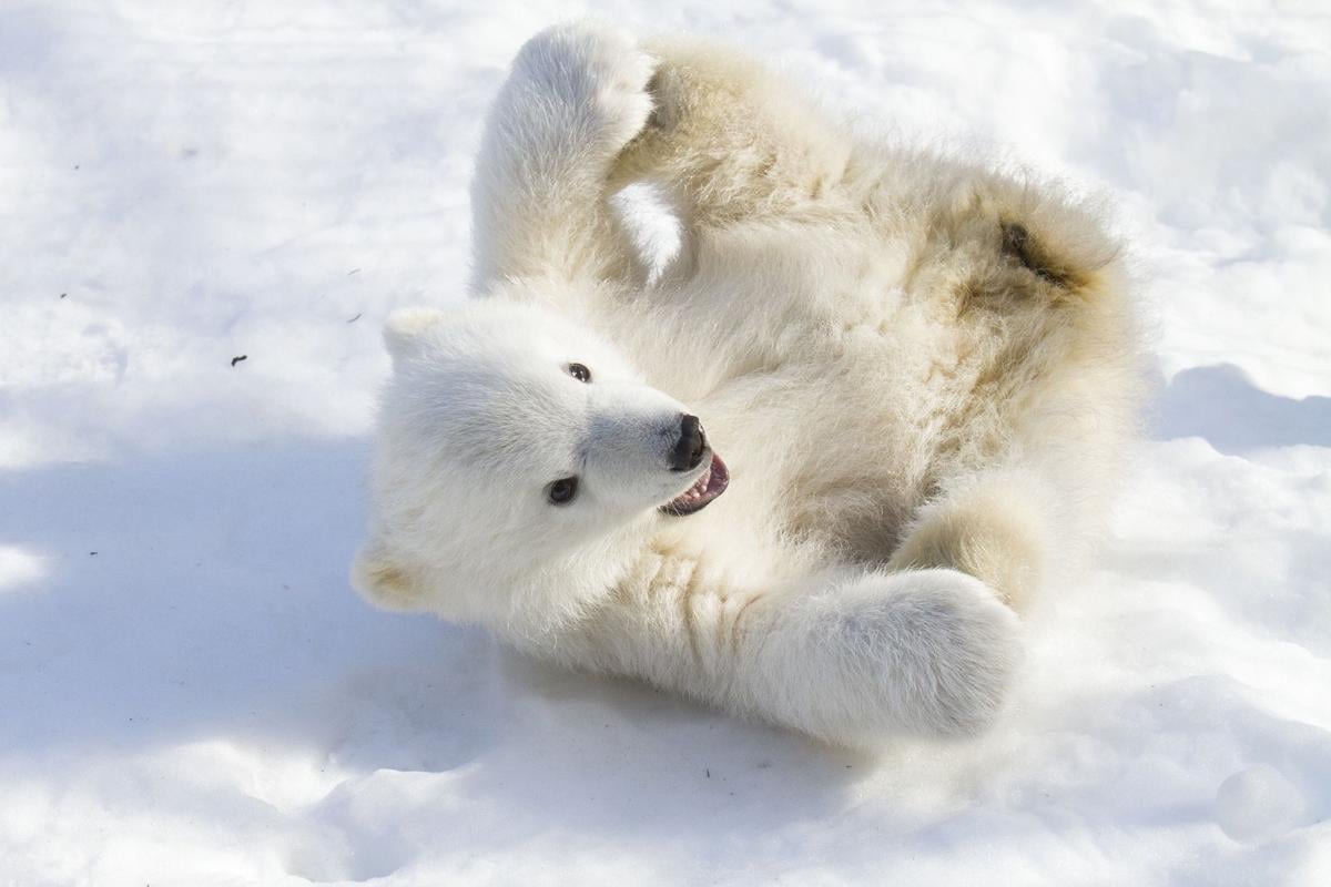 When St. Louis Zoo builds it, will polar bears come? | Metro | stltoday.com