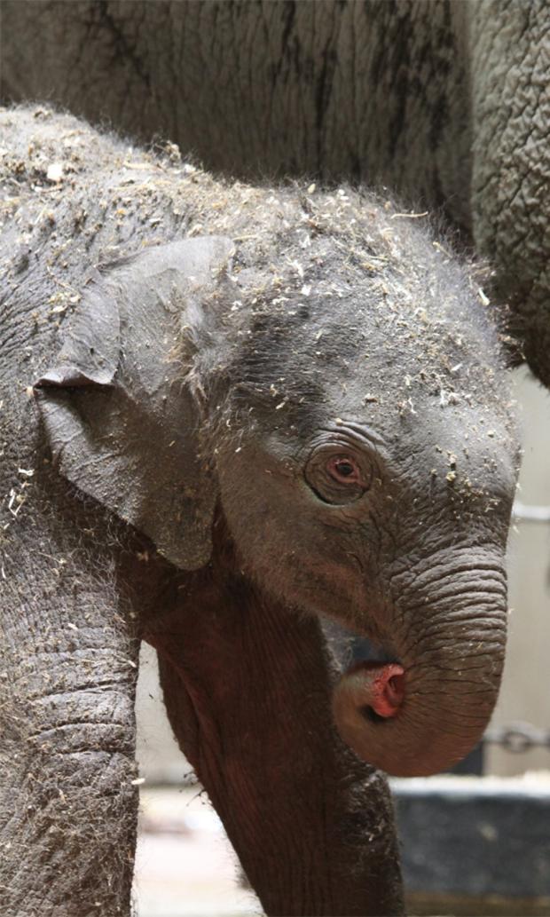 New baby elephant at St. Louis Zoo is thriving : Entertainment