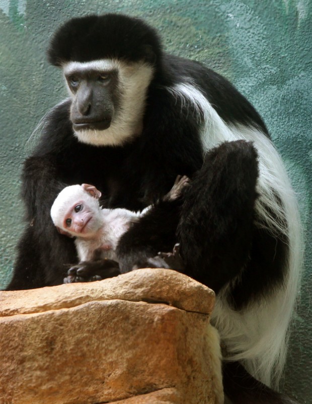 chimpanzee baby red colobus monkey chimpanzee baby red colobus monkey