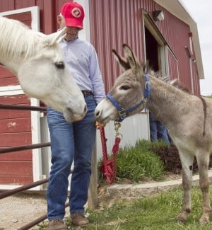 Iraqi Donkey