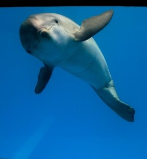 Winter the dolphin