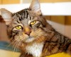 This week's adoptable pets from the APA