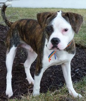 Brindle Pitbull Boxer Mix old boxer/pug mix with a Brindle Pitbull Boxer Mix old boxer/pug mix with a