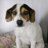 This week's Jefferson County adoptable pets  
