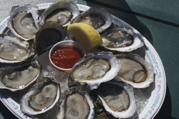 Oysters in Wellfleet, Massachusetts