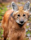 Endangered wolf center