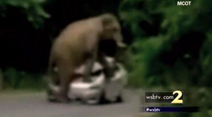 Video: Elephant goes on rampage, attacks car