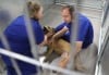 New St. Louis animal abuse task force