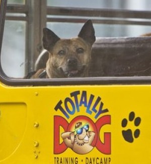 A dog's life: South Florida dogs have own day camp  