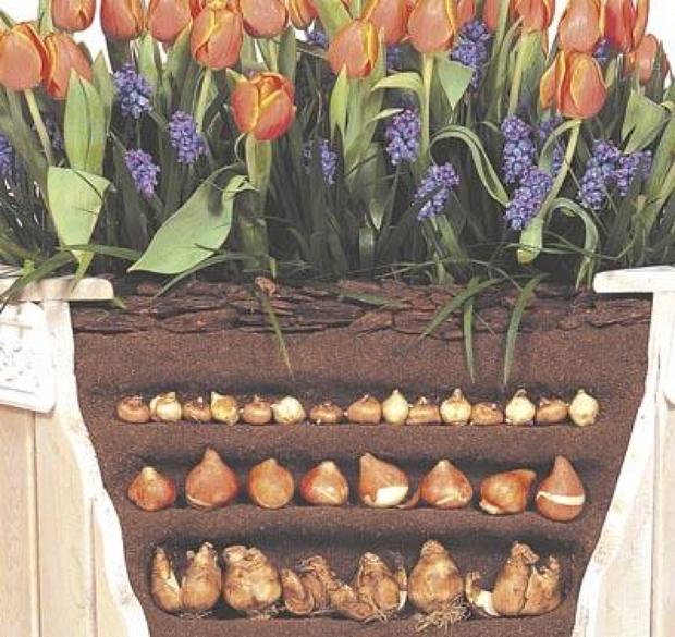 Plant bulbs lasagnastyle suburban journals branding