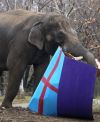 Raja the Elephant turns 22 at the St. Louis Zoo