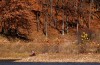 Lone Elk park in jeopardy of closing under budget proposal