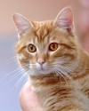 This week’s most adoptable pets  